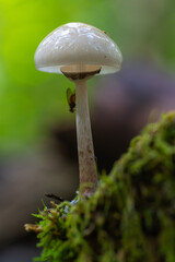 Porcelain fungus with fly