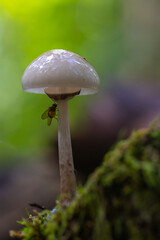 Porcelain fungus with fly