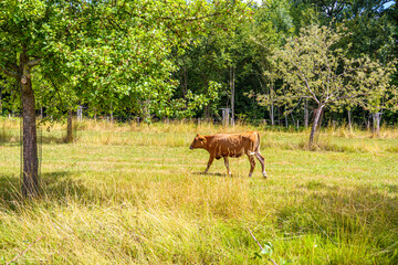 Farmyard with Brown Swiss cattle walking on yellowish-green wild grass, leafy trees in background, full-length and profile views, sunny summer day in Limburg, Netherlands