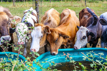 Close-up of group of different cows drinking water from a trough, wild grass in background, different coat colors, sunny summer day on cattle farm, South Limburg, Netherlands
