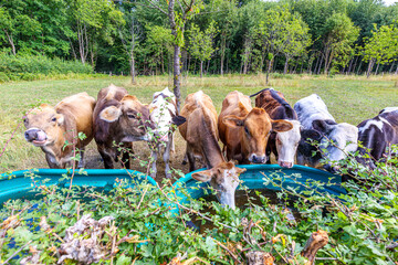 Group of cattle drinking water from a trough, wild plants in foreground and lush green trees in background, different types of cows, sunny summer day on cattle farm, South Limburg, Netherlands