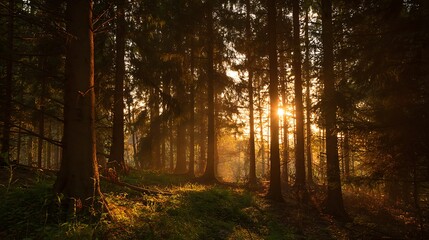 Obraz premium Sunlight streams through the trees in a dense forest at golden hour