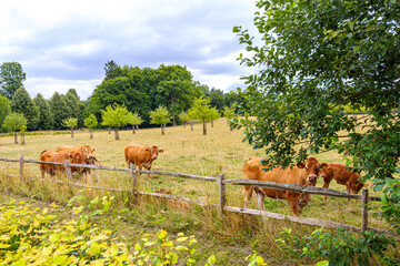 Livestock landscape with group of Brown Swiss cattle between wooden post fences, animals grazing on grass and free range, green leafy trees in background, cloudy summer day in Limburg, Netherlands