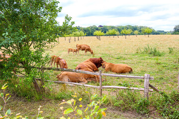 Group of Brown Swiss cattle lying on grass between wooden fences in livestock landscape, calf feeding from its mother and leafy trees in background, cloudy summer day in Limburg, Netherlands
