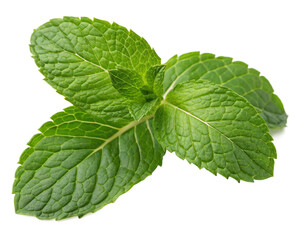 fresh mint leaves isolated Transperency, Cutout © Julay
