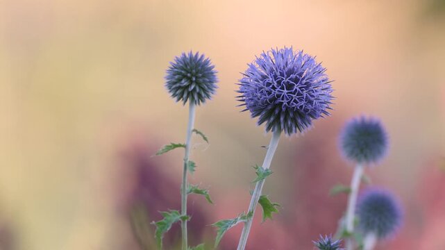 Garden summer theme - Globe thistle Echinops ritro amazing blue flowers Floral Pattern for Nature-Themed Decoration, Vibrant blue balls for Garden-Inspired