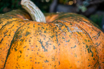 Giant Pumpkin closeup 