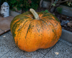 Autumn Gigant Pumpkin 