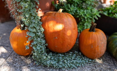 Pumpkins in the garden with plants, seasonal decoration sunlight