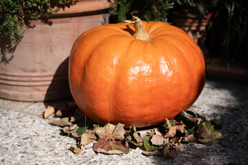 Pumpkin on the ground with fall leaves
