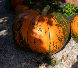 Pumpkin Autumn Sunlight Shadow Play