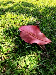 The dry catappa leaves or terminalia catappa that fall on a garden with lush green grass growing