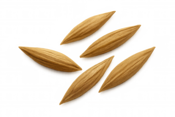 Oat grains or barley seeds scattering, representing agriculture, healthy food, and natural organic ingredients, with transparent background