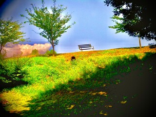丘の上のベンチと夏空