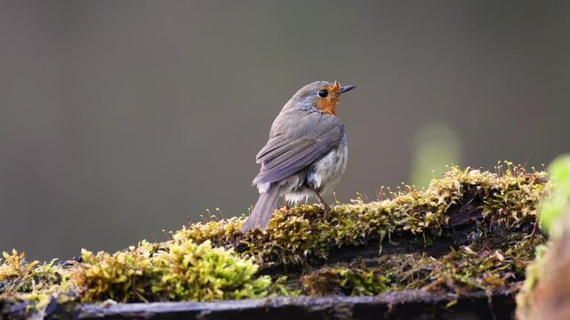 Bird Robin Erithacus rubecula, small bird in forest puddle, spring time in Poland Europe bird bathing and drinking water