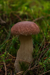 Macro of white mushroom in natural forest