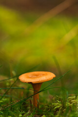 Orange mushroom in mossy forest close-up