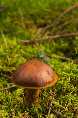 Orange mushroom in the forest close-up