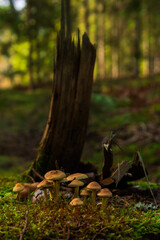 Orange mushrooms on mossy stump in forest
