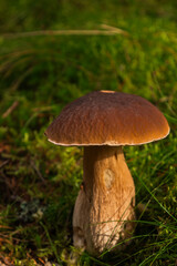 White edible mushroom in green forest moss