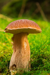 White mushroom among moss in the forest