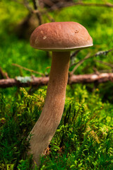 White mushroom close-up in forest nature