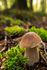 White mushroom in the forest close-up