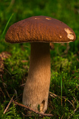 White mushroom growing in forest moss