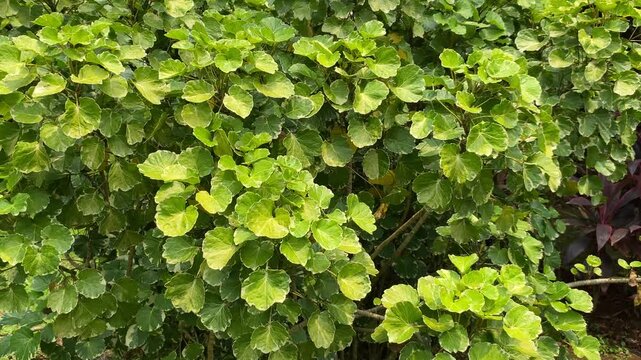 Aralia round leaves plant or Polyscias scutellaria, swaying in the wind
