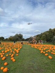 Orange pumpkins patch under a dramatic autumn grey overcast sky and halloween decorations. An airplane is visible above the horizon, contrasting between the rural harvest scene and modern air travel.