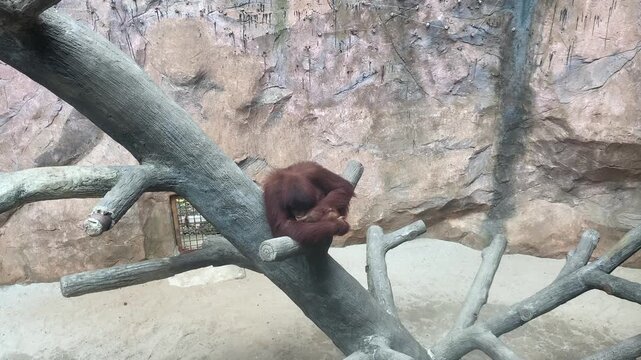 An orangutan sleeping on tree branch in a zoo arena