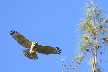 red tailed hawk