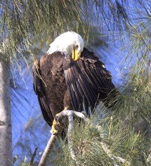 american bald eagle