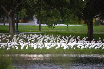birds in lake lake in the park