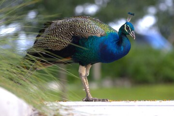 peacock with feathers