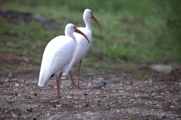 great white ibis