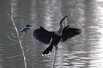 beautiful cormorant open yours wind