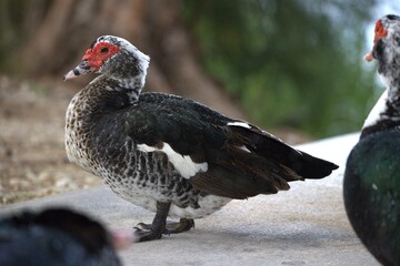 duck in the forest