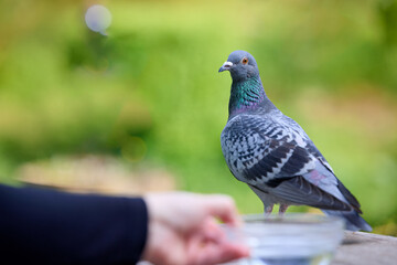 A beautiful pigeon with iridescent neck feathers stands alertly near a hand offering a bowl, set against a soft, blurred green background. Captures an urban wildlife interaction.