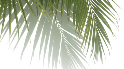 Palm leaf shadow overlay effect,tropical leaves shadows isolated on transparent png background
