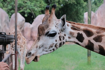close up of a giraffe