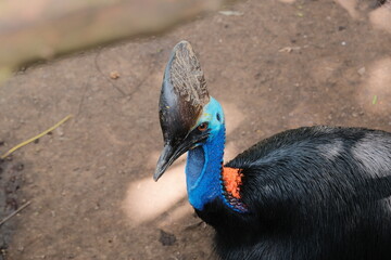 Cassowaries (Kasuari) with blue neck and overall black feathers
