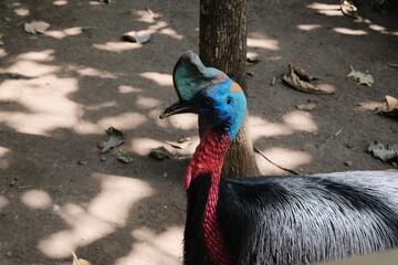 close up of a male peacock cassowaries