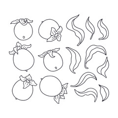 Line art persimmon hand drawn monochrome clipart set. Vintage black and white fruit and leaves