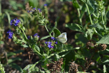 A beautiful white butterfly is perched delicately on a cluster of small purple-blue flowers on a sunny day