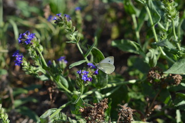 A close-up of a Small White butterfly with its proboscis extended, feeding on tiny blue wildflowers in a meadow