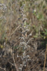 An intricate, vertical close-up of a dried, spiky wildflower stem, showing its skeletal texture in an autumn field