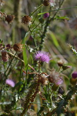 A vertical shot of a vibrant purple thistle flower in full bloom, surrounded by the spiky stems of its parent plant