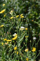 A delicate white butterfly rests on a small yellow wildflower, feeding on nectar in a lush green summer meadow
