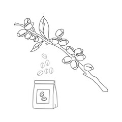 Branch with leaves. vector illustration of coffee branch. Coffee plant branch with leaf. Hand drawn Coffee tree vector. Coffee beans and leaves. Branch of a plant.